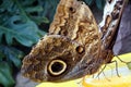 Closeup shot of a giant owl butterfly  perched on a leaf Royalty Free Stock Photo