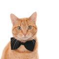 Closeup shot of a ginger cat with a black bow tie isolated on a white background Royalty Free Stock Photo