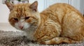 Closeup shot of a ginger cat sitting on the ground Royalty Free Stock Photo