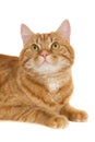 Closeup shot of a ginger tabby cat isolated on white background Royalty Free Stock Photo