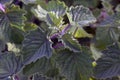 Closeup shot of a Ginura plant