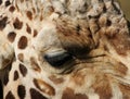 Closeup shot of a giraffe at the Auckland zoo during daytime Royalty Free Stock Photo