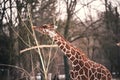 Closeup shot of a giraffe with a beautiful brown coat pattern eating the last leaves of a young tree