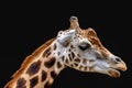 Closeup shot of a giraffe isolated on black background Royalty Free Stock Photo
