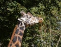 Closeup shot of a giraffe reaching for food on trees