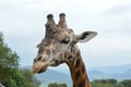 Closeup shot of a giraffe's head with high rise mountains and greenery in the background
