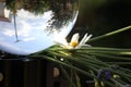 Closeup shot of a glass reflective ball