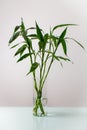 Closeup shot of a glass vase with branches of Bamboo or Sander\'s Dracaena