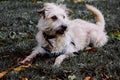 Closeup shot of glen of imaal terrier with harness resting on green grass Royalty Free Stock Photo