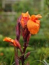 Closeup shot of a glory pea flower