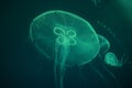 Closeup shot of a glowing moon jellyfish underwater Royalty Free Stock Photo