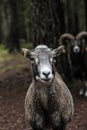 Closeup shot of a goat with a blurred background Royalty Free Stock Photo