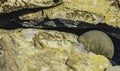 Closeup shot of a golden coin with engraved Bitcoin logo, lying on the ground among rocks