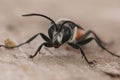 Closeup shot of a Golden digger wasp (Sphex funerarius) on the blurred background Royalty Free Stock Photo