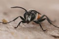 Closeup shot of a Golden digger wasp (Sphex funerarius) on the blurred background