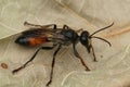 Closeup shot of a golden digger wasp & x28;Sphex funerarius& x29; sitting on dry plant leaf