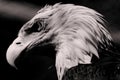 Closeup shot of a golden eagle with blurred background in black and white Royalty Free Stock Photo