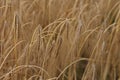 Closeup shot of golden ear of rye in the field Royalty Free Stock Photo