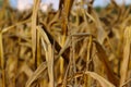 Closeup shot of the golden ear of wheat Royalty Free Stock Photo