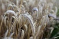 Closeup shot of golden ears of rye growing in the field Royalty Free Stock Photo