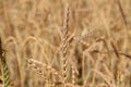 Closeup shot of golden ears of wheat in a field Royalty Free Stock Photo