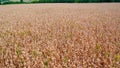 Closeup shot of a golden field of wheat with green trees on the background Royalty Free Stock Photo