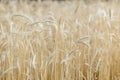 Closeup shot of golden field of wheat - perfect for background Royalty Free Stock Photo