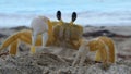 Closeup shot of a golden ghost crab on a beach Royalty Free Stock Photo