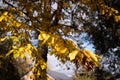 Golden leaves - feuilles dorees Royalty Free Stock Photo