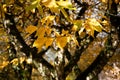 Tree with golden leaves - closeup Royalty Free Stock Photo