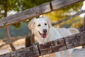Closeup shot of a golden retriever dog behind the fence Royalty Free Stock Photo