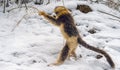 Closeup shot of a golden snub-nosed monkey & x28;Rhinopithecus roxellana& x29; in winter Royalty Free Stock Photo