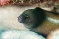 A closeup shot of a Golden Tail moray eel in a reef