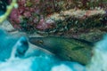 A closeup shot of a Golden Tail moray eel in a reef Royalty Free Stock Photo