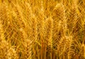 Closeup shot of golden wheat field at sunny summer day Royalty Free Stock Photo