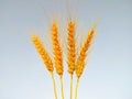 Closeup shot of golden wheat rye isolated on a sky Royalty Free Stock Photo