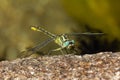 Closeup shot of a Gomphus pulchellus under the sunlight Royalty Free Stock Photo