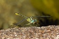 Closeup shot of a Gomphus pulchellus under the sunlight