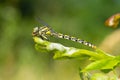 Closeup shot of a Gomphus pulchellus under the sunlight Royalty Free Stock Photo