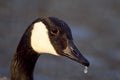 Closeup shot of a goose with water dripping down from its beak Royalty Free Stock Photo