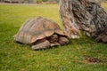 Closeup shot of a gopher tortoise on the grassy ground near a tree