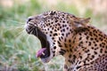 Closeup shot of a gorgeous leopard yawning in a grassy area Royalty Free Stock Photo