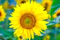 Closeup shot of a gorgeous sunflower on blurred background