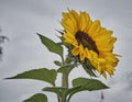 Closeup shot of a gorgeous sunflower in a blurred gray background