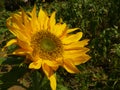 Closeup shot of a gorgeous sunflower head growing in the field