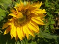 Closeup shot of a gorgeous sunflower head growing in the field