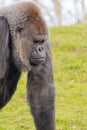 Closeup shot of a gorilla in deep thought Royalty Free Stock Photo