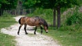 Closeup shot of a Gotland Russ breed horse grazing in the nature