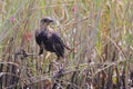 Closeup shot of a grackle perched on dry reeds.