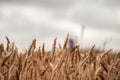 Closeup shot of a grain field with blurry cloudy sky in the background Royalty Free Stock Photo